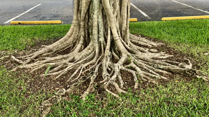 can a branch grow roots