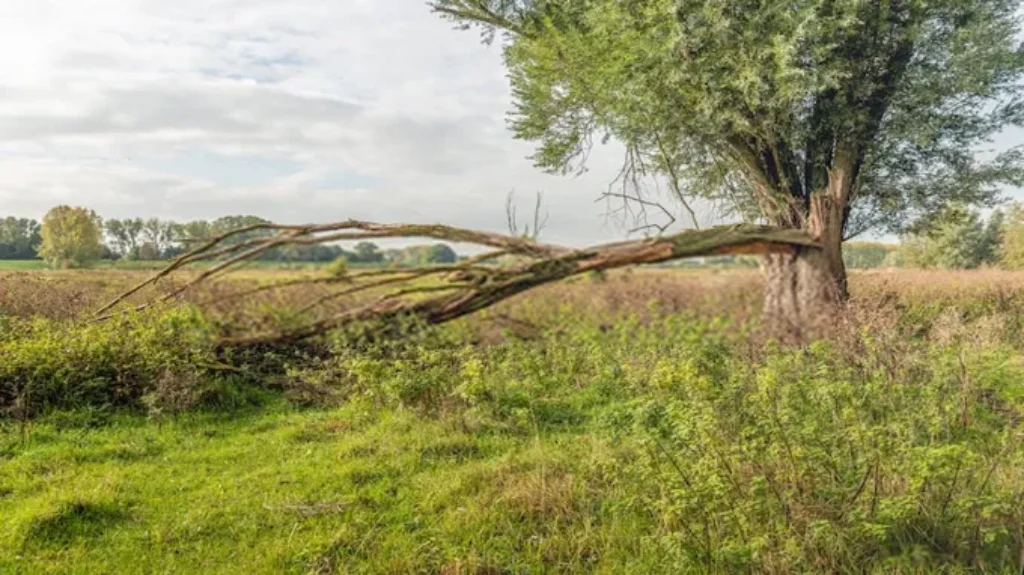 Can a Branch Grow Roots: A Guide to Rooting Branches Successfully