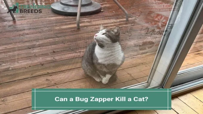 can a bug zapper kill a cat