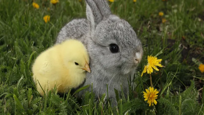 can a bunny live with chickens