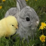 Can a Bunny Live with Chickens: Tips for Rabbit and Chicken Coexistence