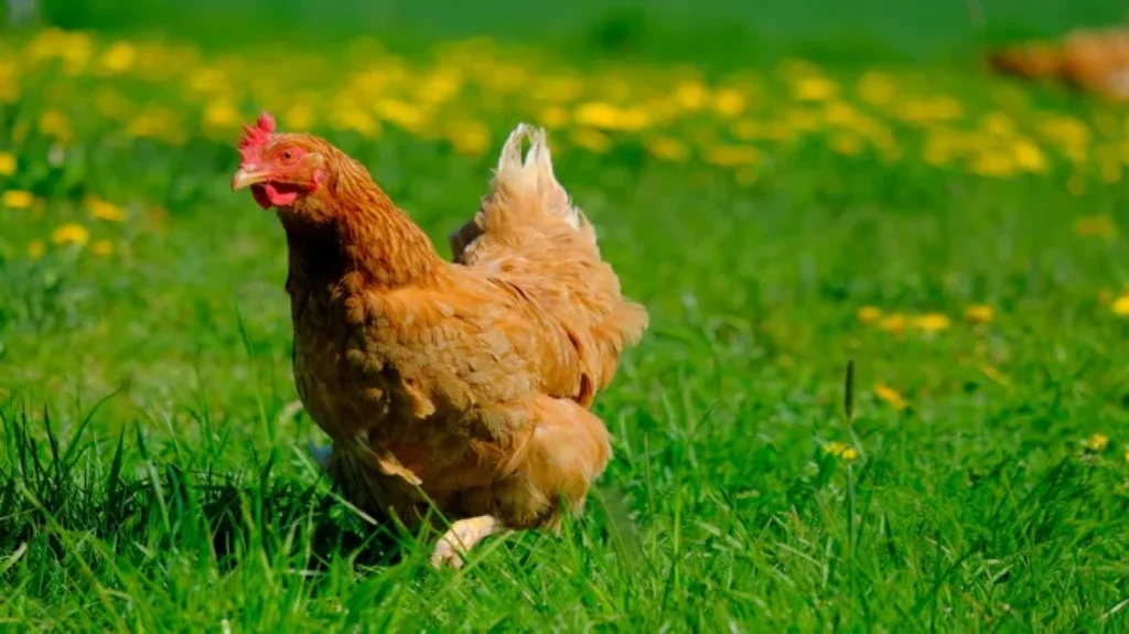 Can a Chicken Be a House Pet: The Ultimate Guide to Keeping Chickens Indoors