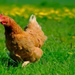 Can a Chicken Be a House Pet: The Ultimate Guide to Keeping Chickens Indoors