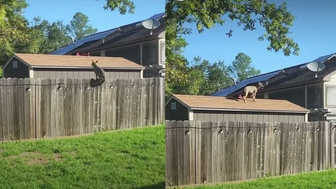 can a coyote jump a 4 foot fence