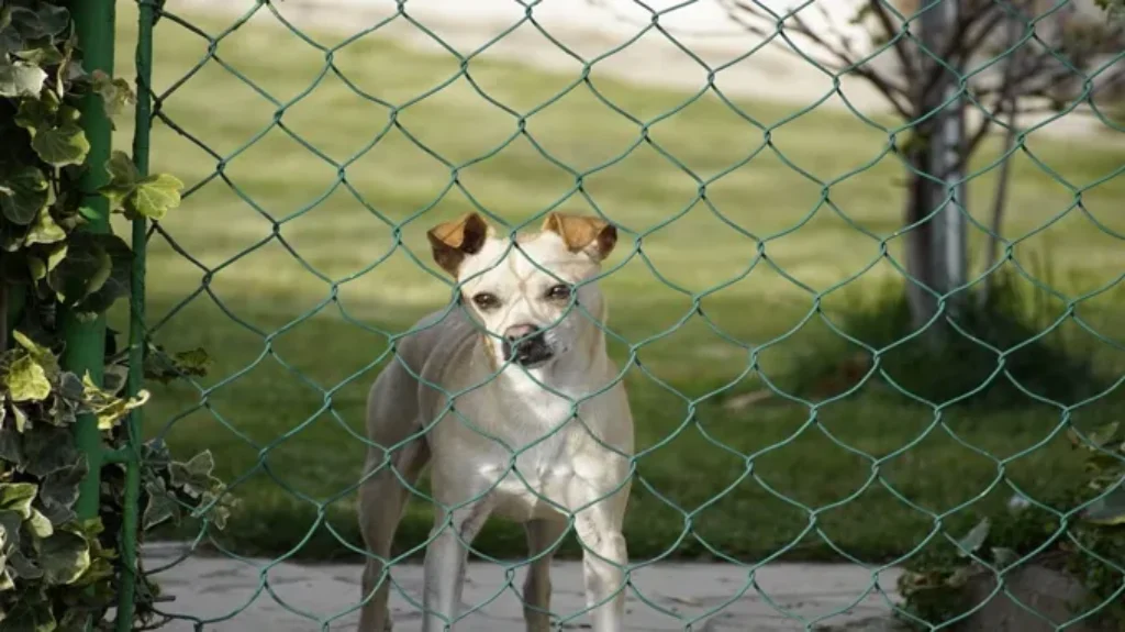 Can a Dog Jump a 6 Foot Fence: Tips to Prevent Your Pup from Escaping