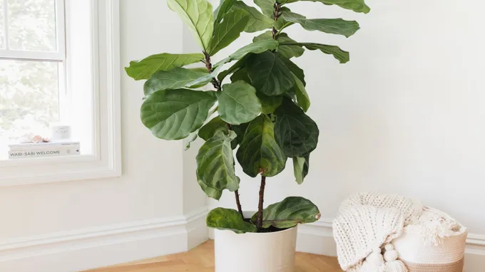 can a fiddle leaf fig be outside