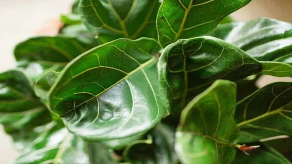 Can a Fiddle Leaf Fig Be Outside: Tips for Growing Your Ficus Outdoors