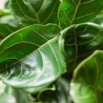 Can a Fiddle Leaf Fig Be Outside: Tips for Growing Your Ficus Outdoors