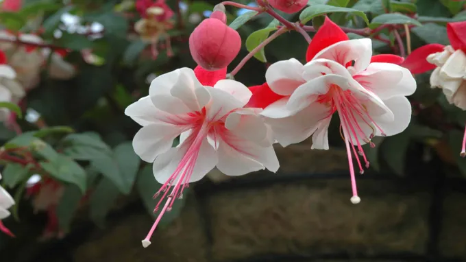 can a fuchsia plant live indoors