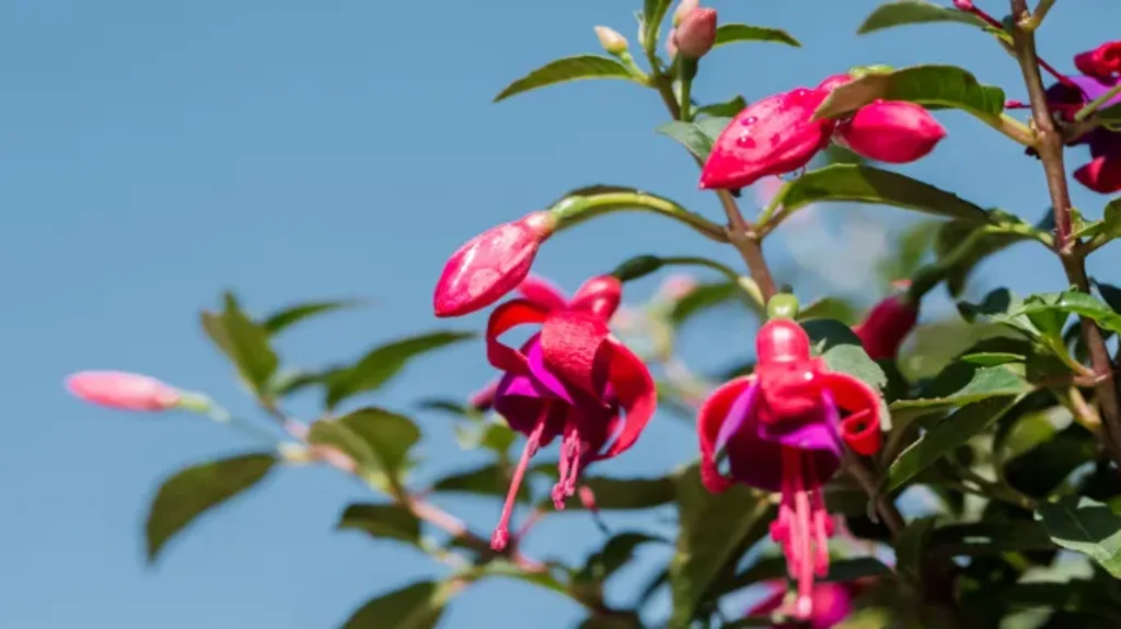 Can a Fuchsia Plant Live Indoors Successfully? Tips and Tricks