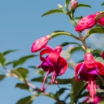 Can a Fuchsia Plant Live Indoors Successfully? Tips and Tricks