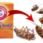 Can Air Freshener Kill Cockroaches: The Ultimate Guide to Eliminating Pests