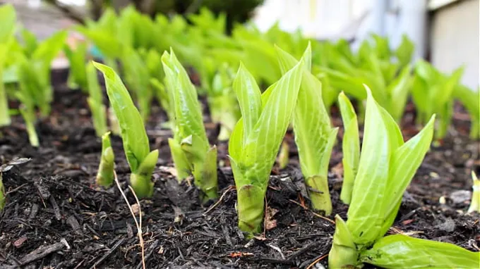 when and how to divide hostas