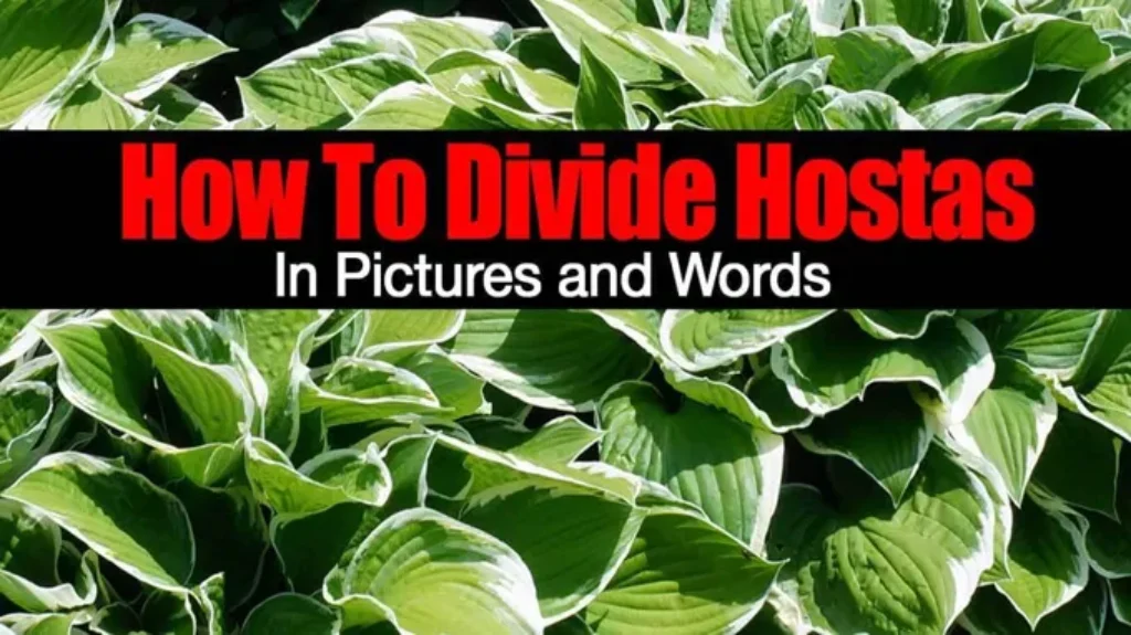 When and How to Divide Hostas for a Healthier Garden