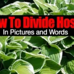 When and How to Divide Hostas for a Healthier Garden