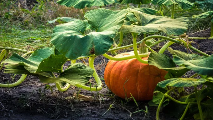 when are you supposed to plant pumpkins