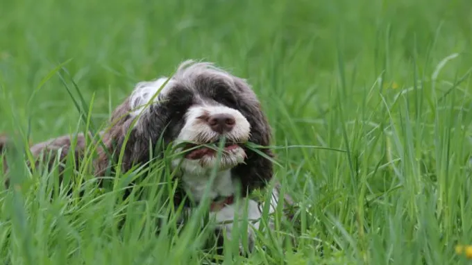 when can dogs go on fertilized grass