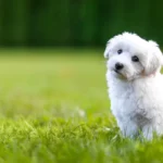 When Can Dogs Go on Fertilized Grass: Essential Tips and Guidelines