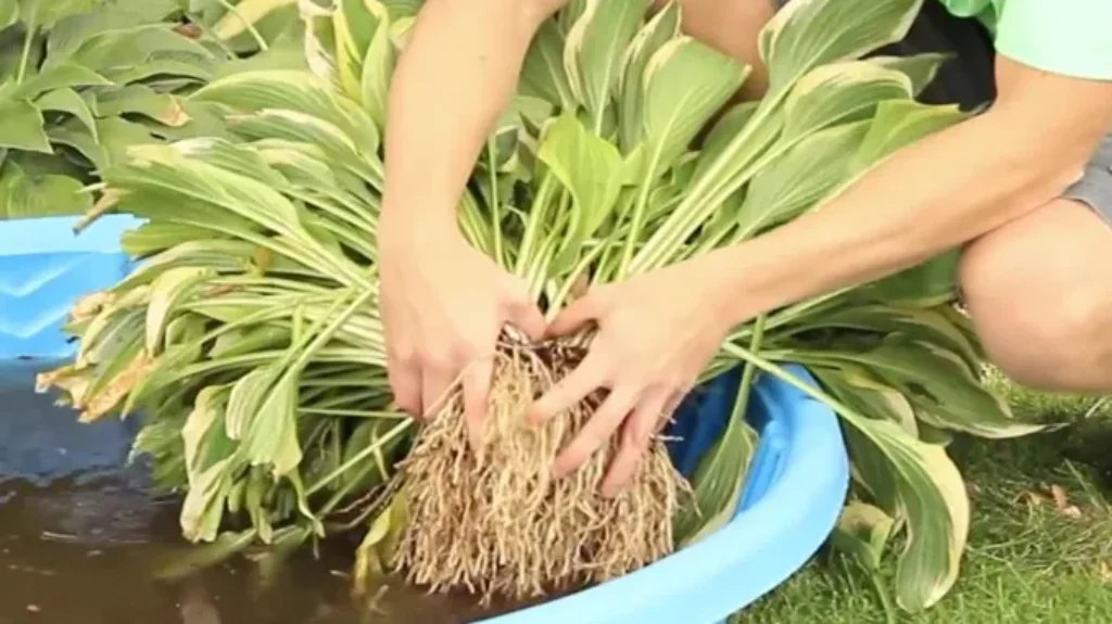 When Can I Divide Hostas to Ensure Optimal Growth: Expert Tips