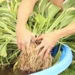 When Can I Divide Hostas to Ensure Optimal Growth: Expert Tips