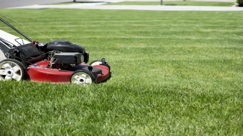 When Can I Mow New Grass: Best Practices for Mowing Freshly Planted Lawns