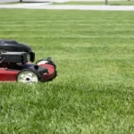 When Can I Mow New Grass: Best Practices for Mowing Freshly Planted Lawns