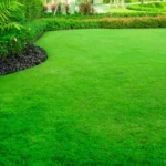 When Can You Cut New Grass: Best Practices for Lawn Care