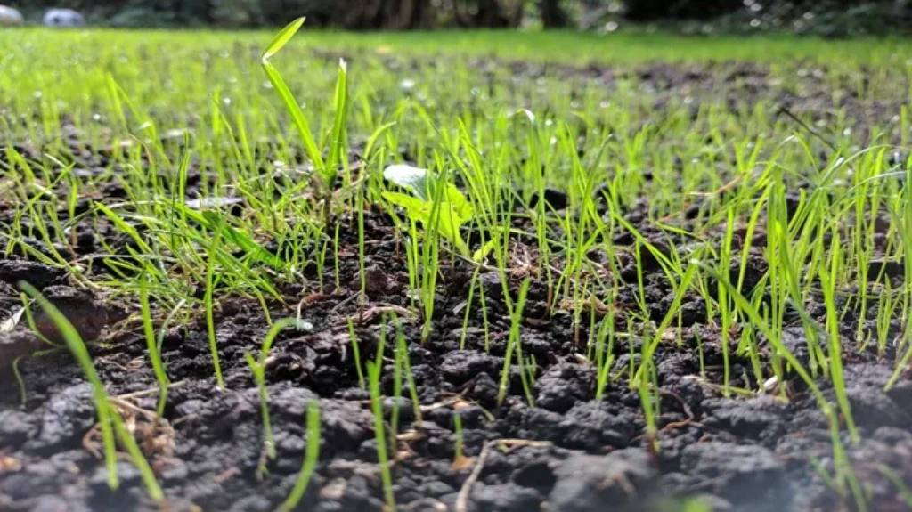 When Can You Cut New Grass Seed: Best Practices for Lawn Care