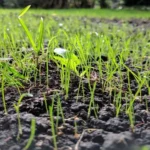 When Can You Cut New Grass Seed: Best Practices for Lawn Care