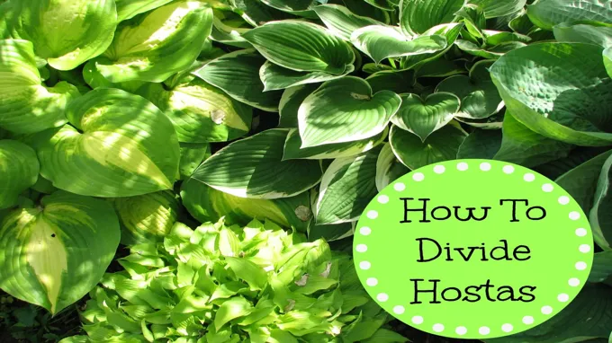 when can you divide hostas