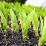 When Can You Divide Hostas: Tips for Successful Transplanting