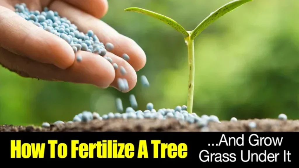 When Can You Fertilize in Florida: Best Timing and Tips for Healthy Growth