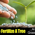 When Can You Fertilize in Florida: Best Timing and Tips for Healthy Growth