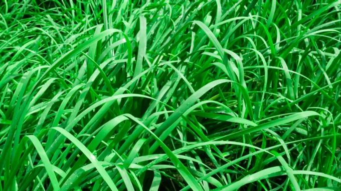 when can you plant fescue grass