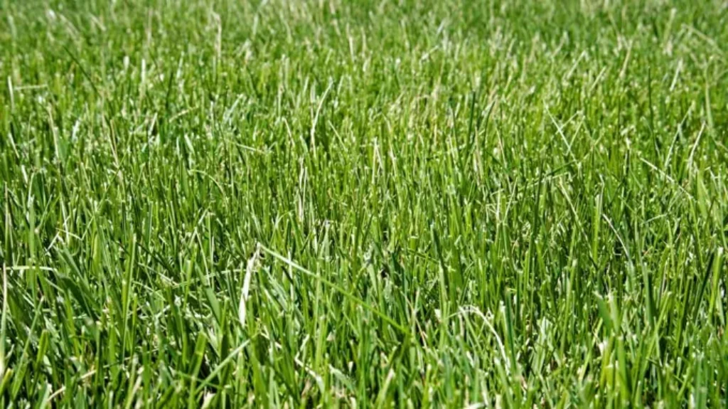 When Can You Plant Fescue Grass: Best Time and Tips for Planting