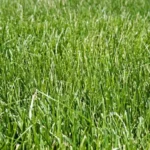 When Can You Plant Fescue Grass: Best Time and Tips for Planting