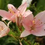 When Can You Plant Lily Bulbs for Stunning Spring Blooms