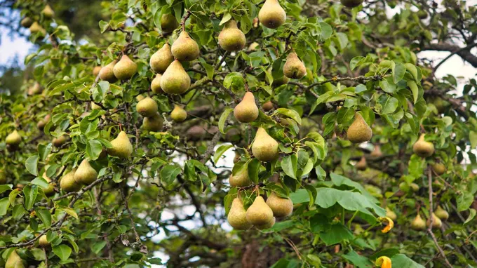 when do bartlett pear trees bloom