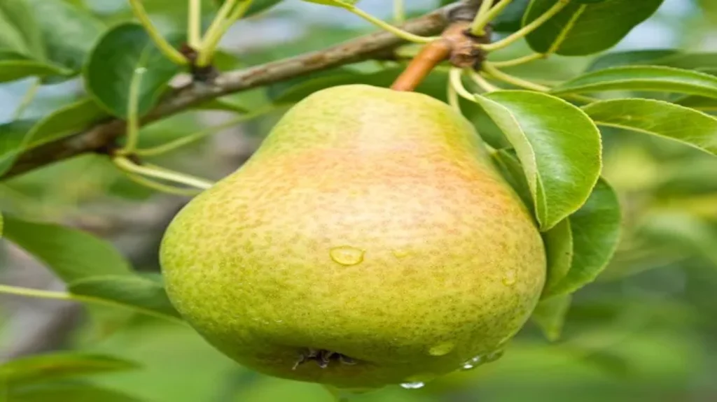 When Do Bartlett Pear Trees Bloom: A Guide to Blooming Season