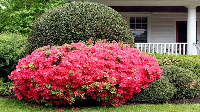 when do encore azaleas bloom