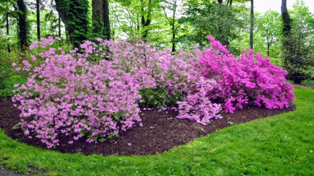 When Do Encore Azaleas Bloom: A Guide to Flowering Seasons and Care