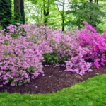 When Do Encore Azaleas Bloom: A Guide to Flowering Seasons and Care