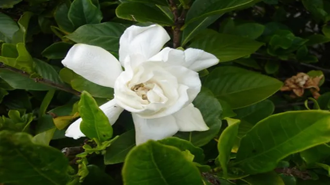 when do gardenias bloom in texas