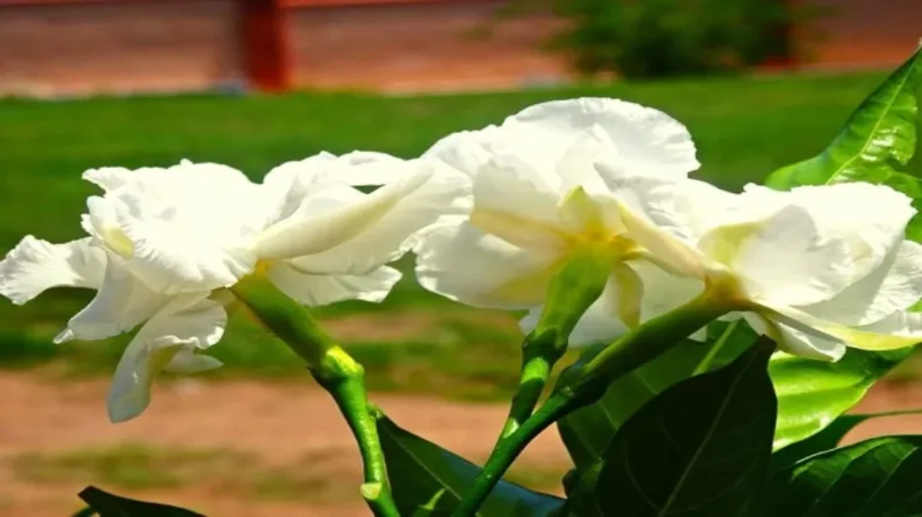 When Do Gardenias Bloom in Texas: A Guide to Flowering Seasons