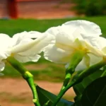 When Do Gardenias Bloom in Texas: A Guide to Flowering Seasons