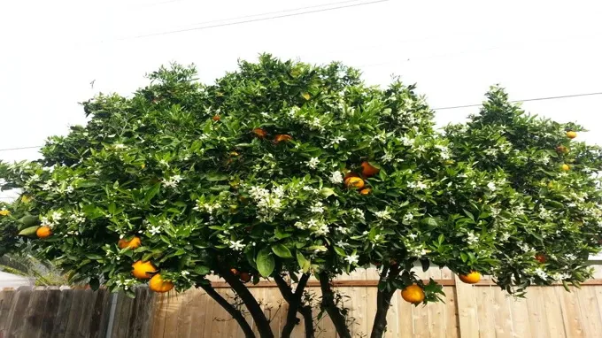 when do orange trees bloom