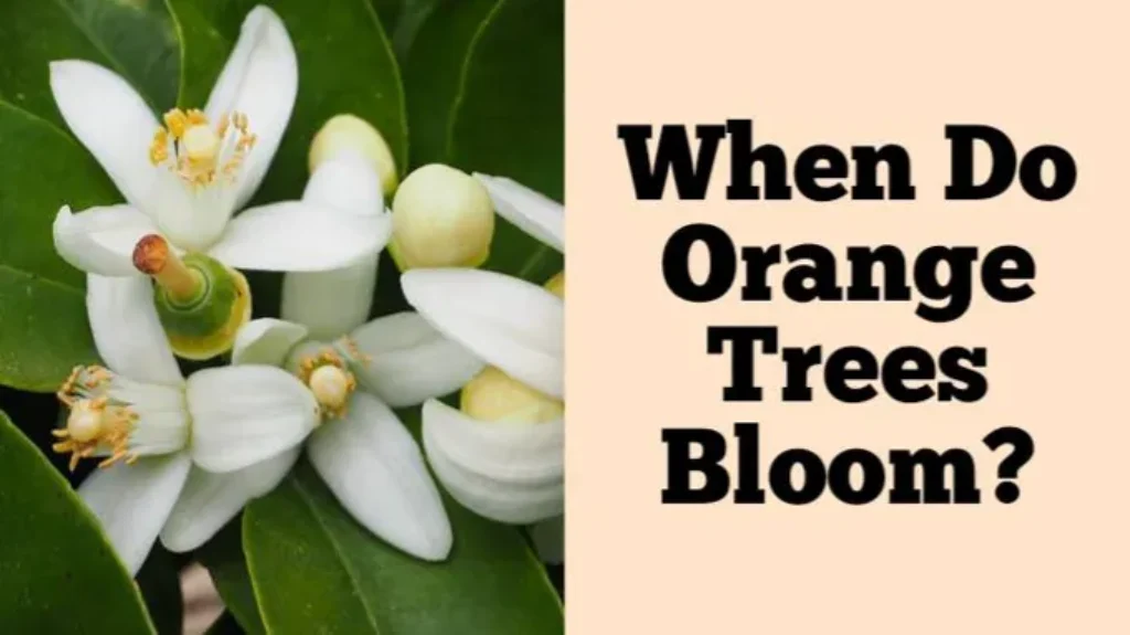 When Do Orange Trees Bloom: A Guide to Timing and Care