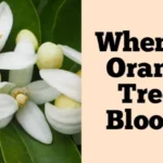 When Do Orange Trees Bloom: A Guide to Timing and Care