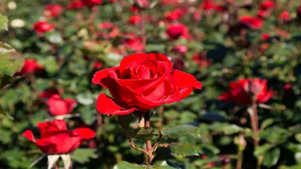 When Do Roses Bloom in NC: A Guide to Blooming Seasons