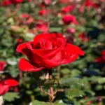 When Do Roses Bloom in NC: A Guide to Blooming Seasons